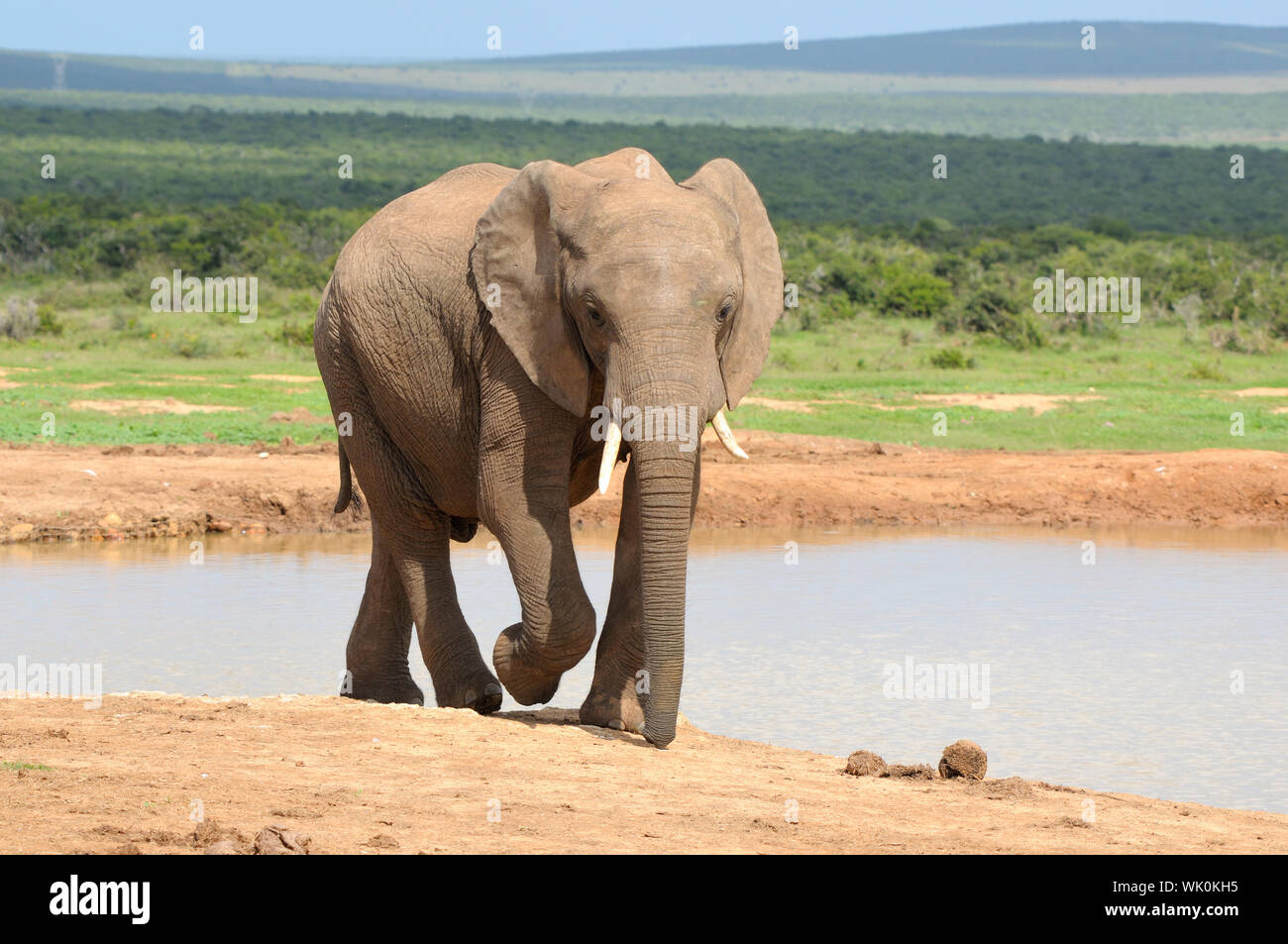 Elephant at Hapoor Dam in the Addo Elephant National Park, South Africa Stock Photo
