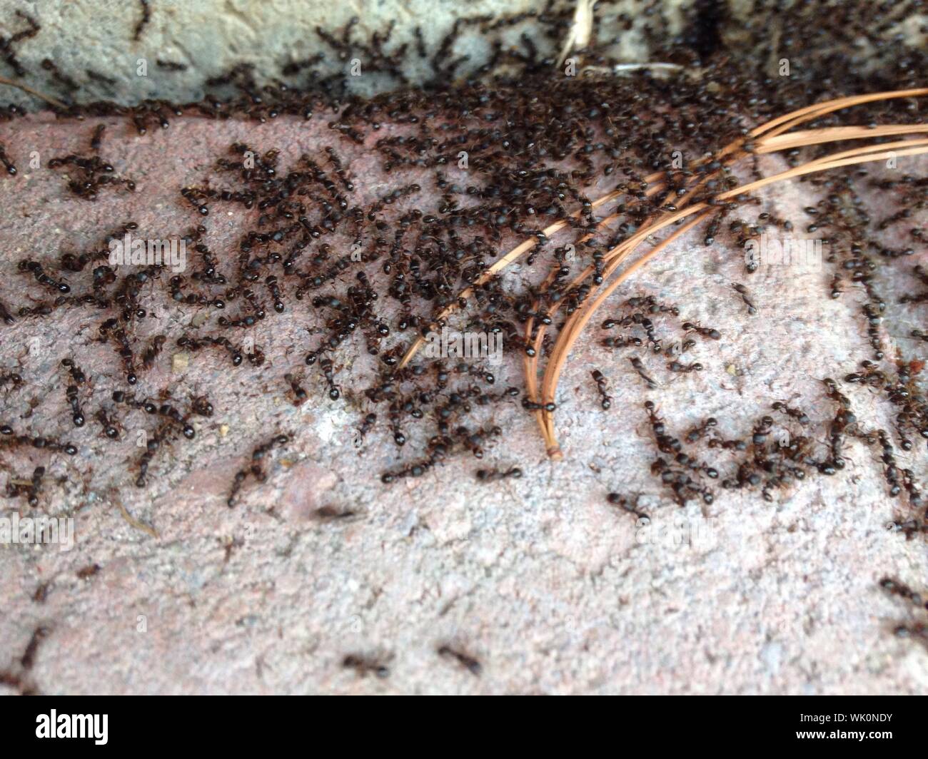 Large Group Of Ants On Floor Stock Photo Alamy