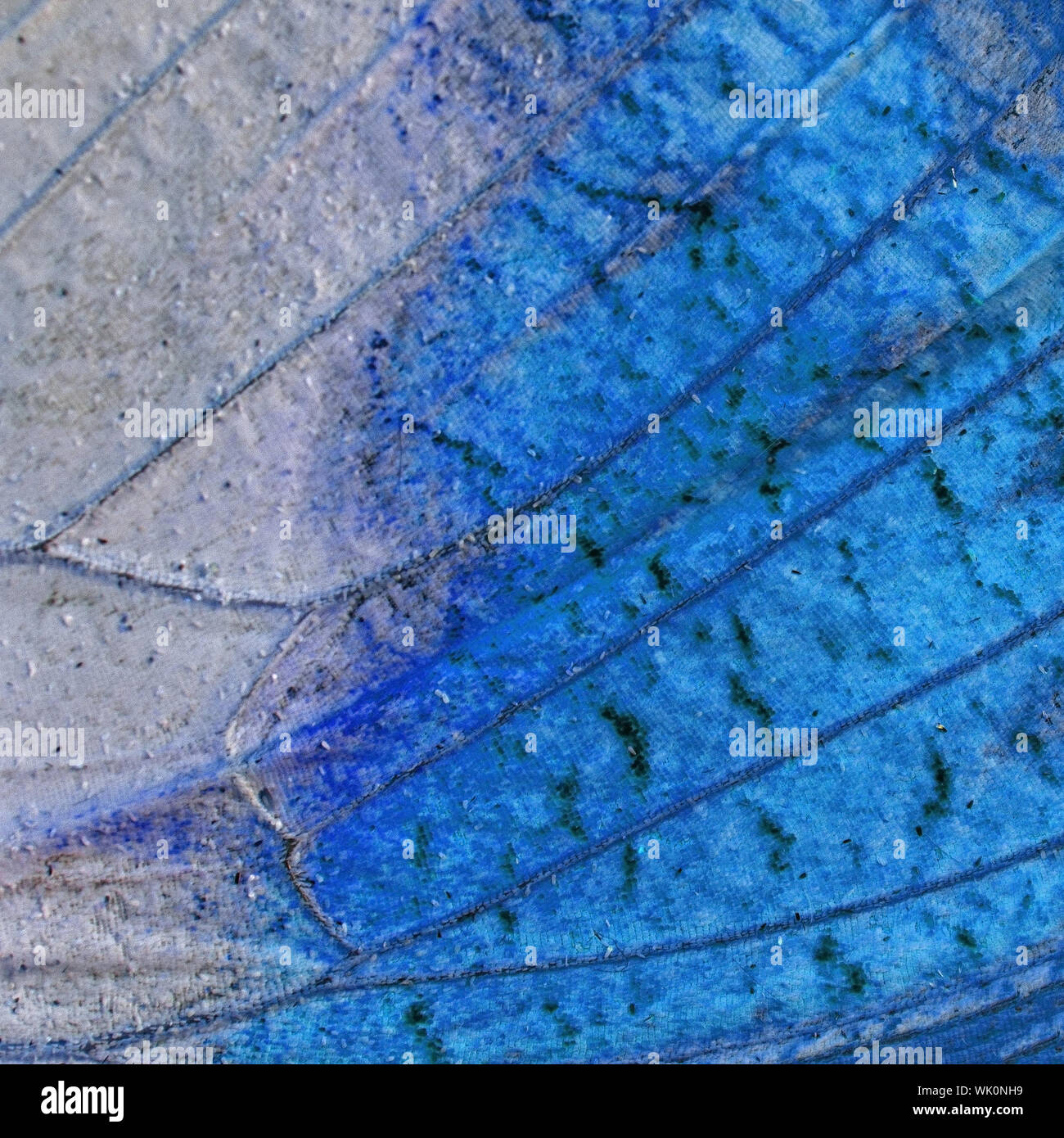 Macro closeup of butterfly wing background, filter image Stock Photo ...