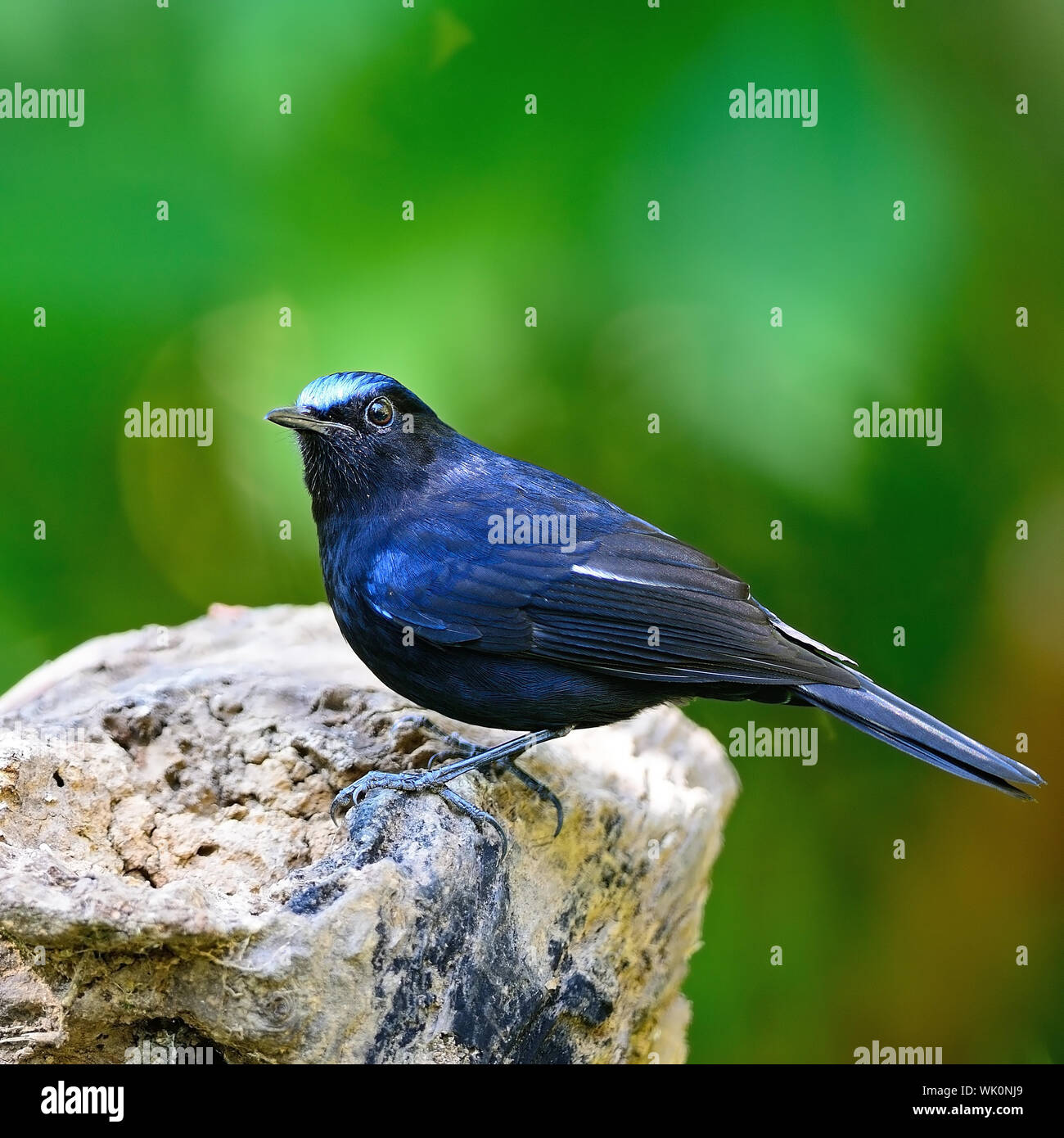 Colorful blue bird, male White-tailed Robin (Myiomela leucura), standing on the log, side profile Stock Photo