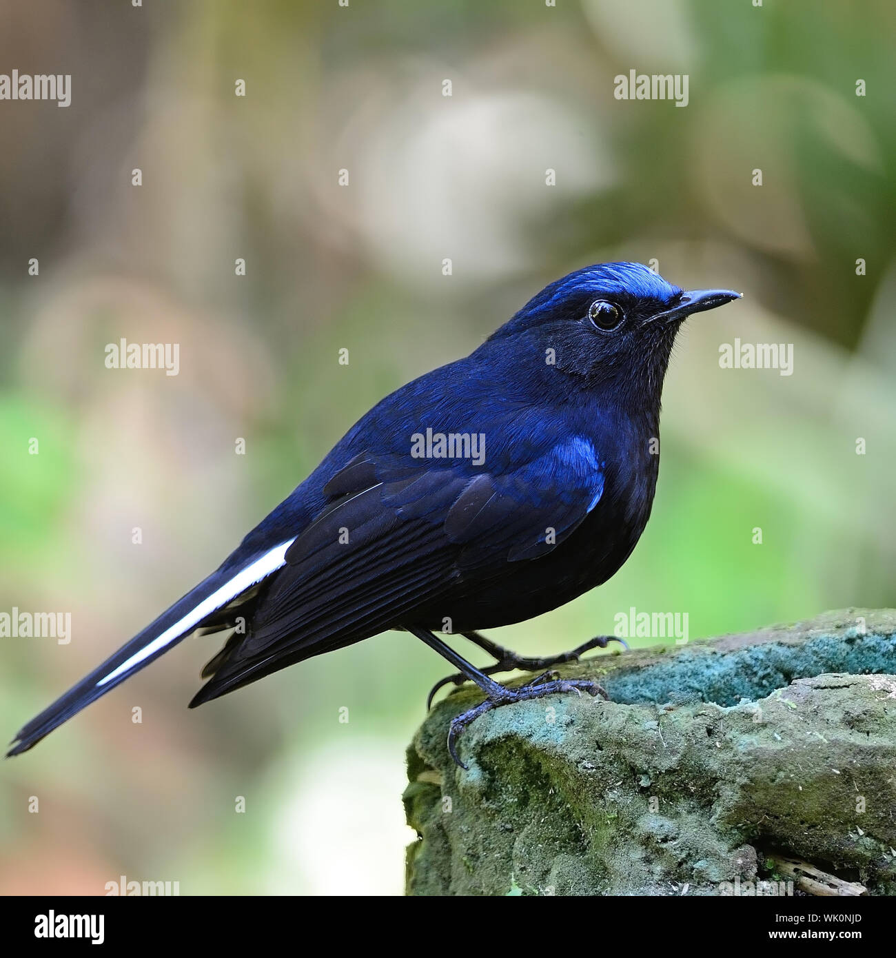 Colorful blue bird, male White-tailed Robin (Myiomela leucura), standing on the rock, side profile Stock Photo