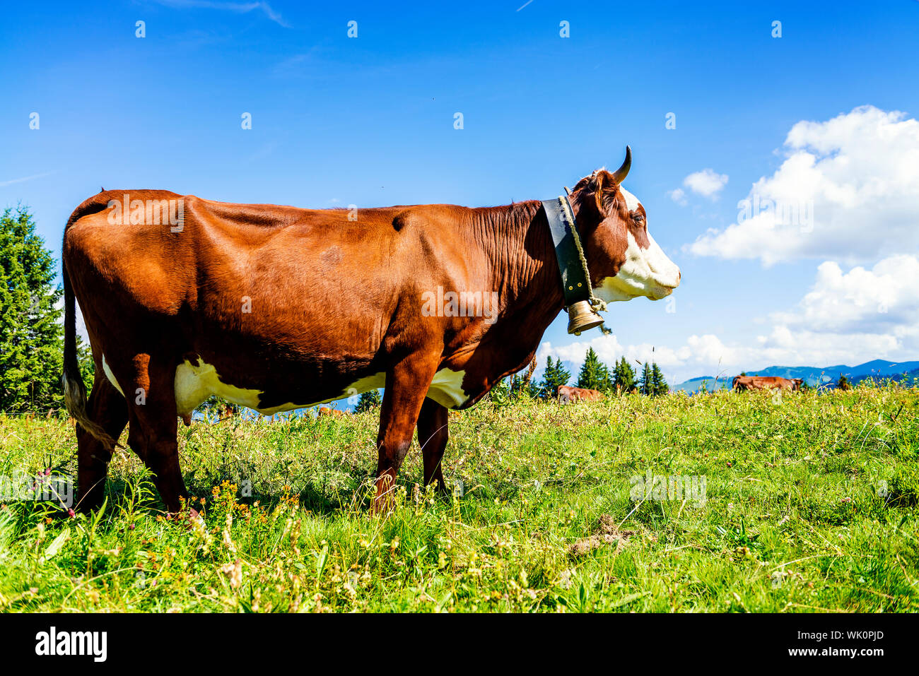 Cow, farm animal in the french alps, Abondance race cow, savy, beaufort sur Doron Stock Photo