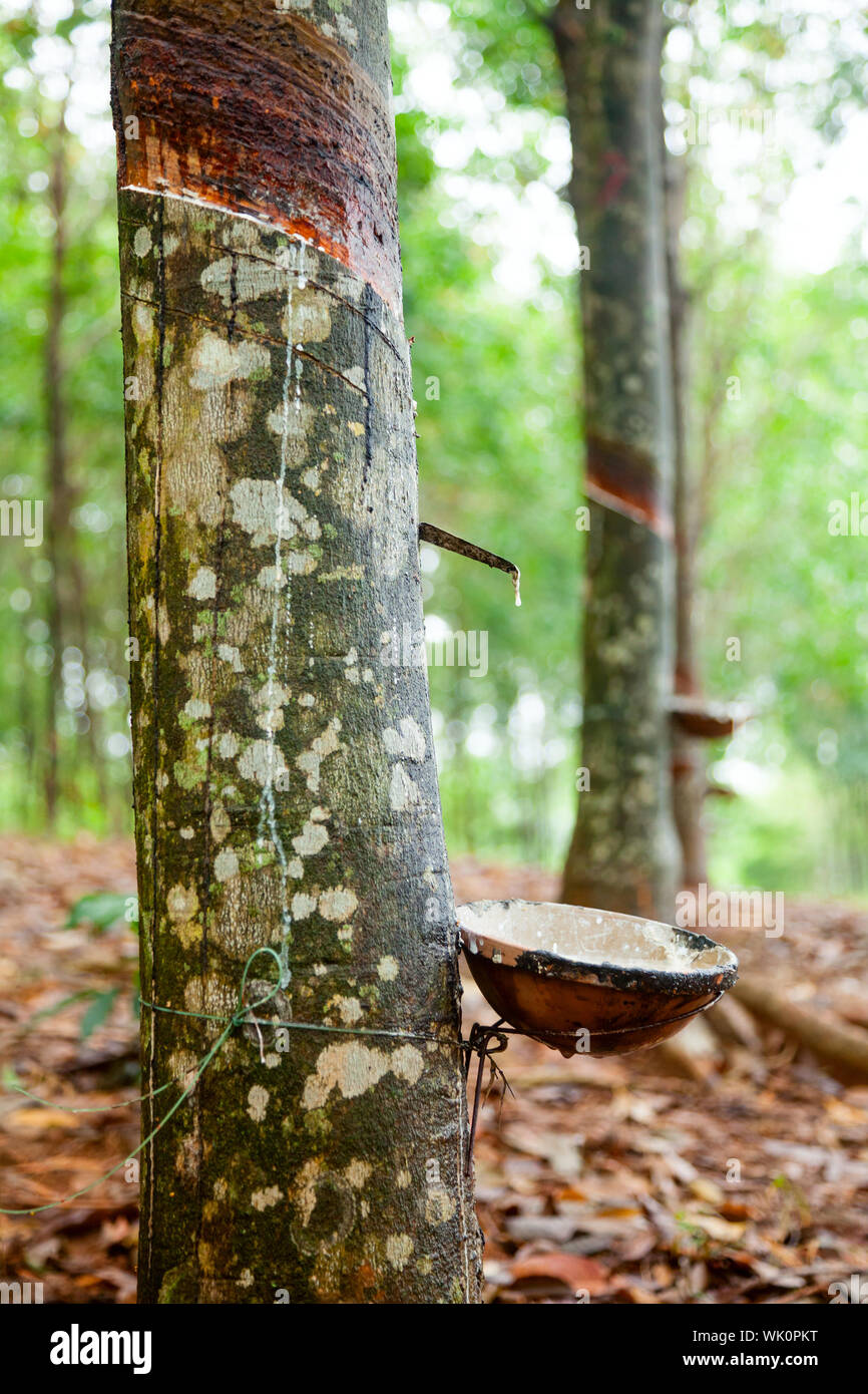 Latex being collected from a tapped rubber tree in Vietnam Stock Photo