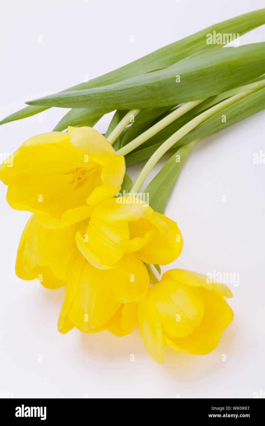 Bunch of cheerful yellow tulips Stock Photo - Alamy