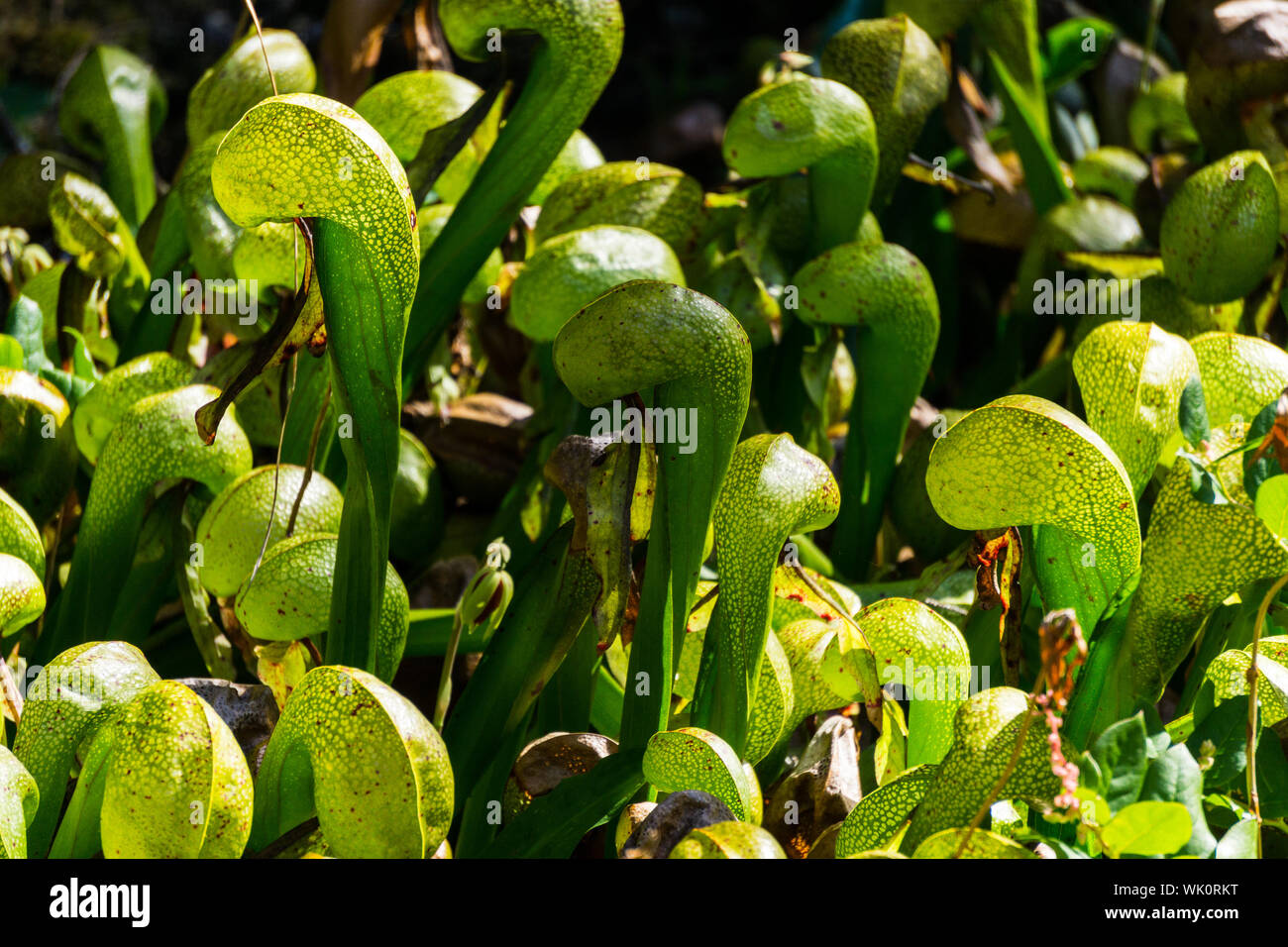 High Angle View Of Carnivorous Plants At Botanical Garden Stock Photo