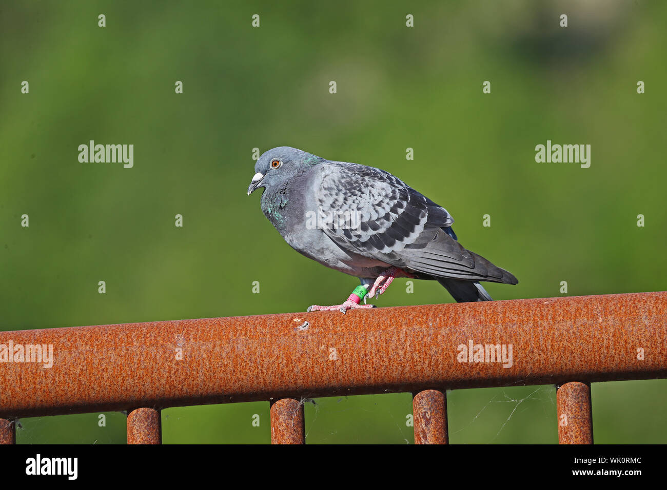 homing pigeon, racing pigeon or domestic messenger pigeon Latin columba