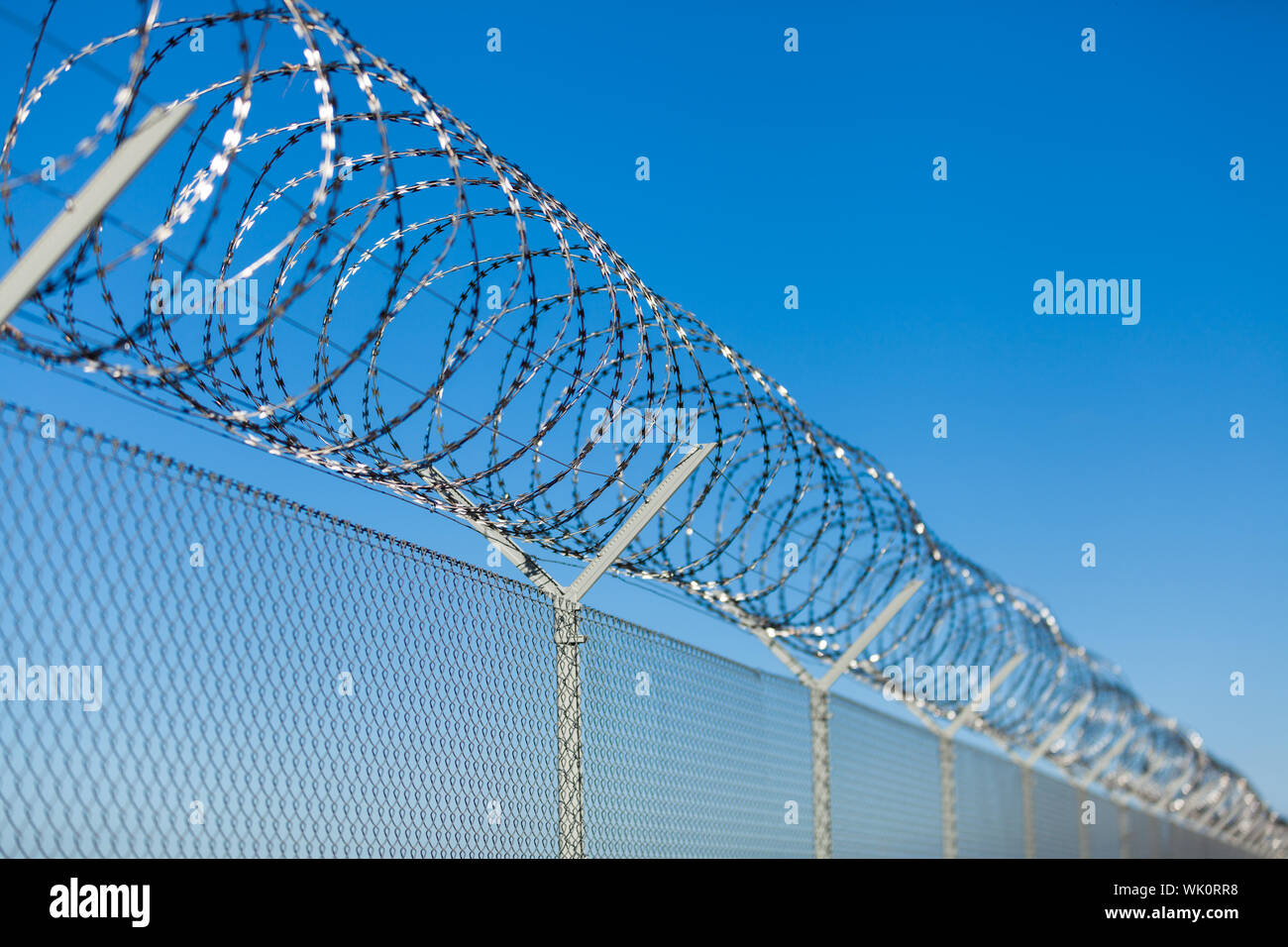Coiled razor wire with its sharp steel barbs on top of a wire mesh ...