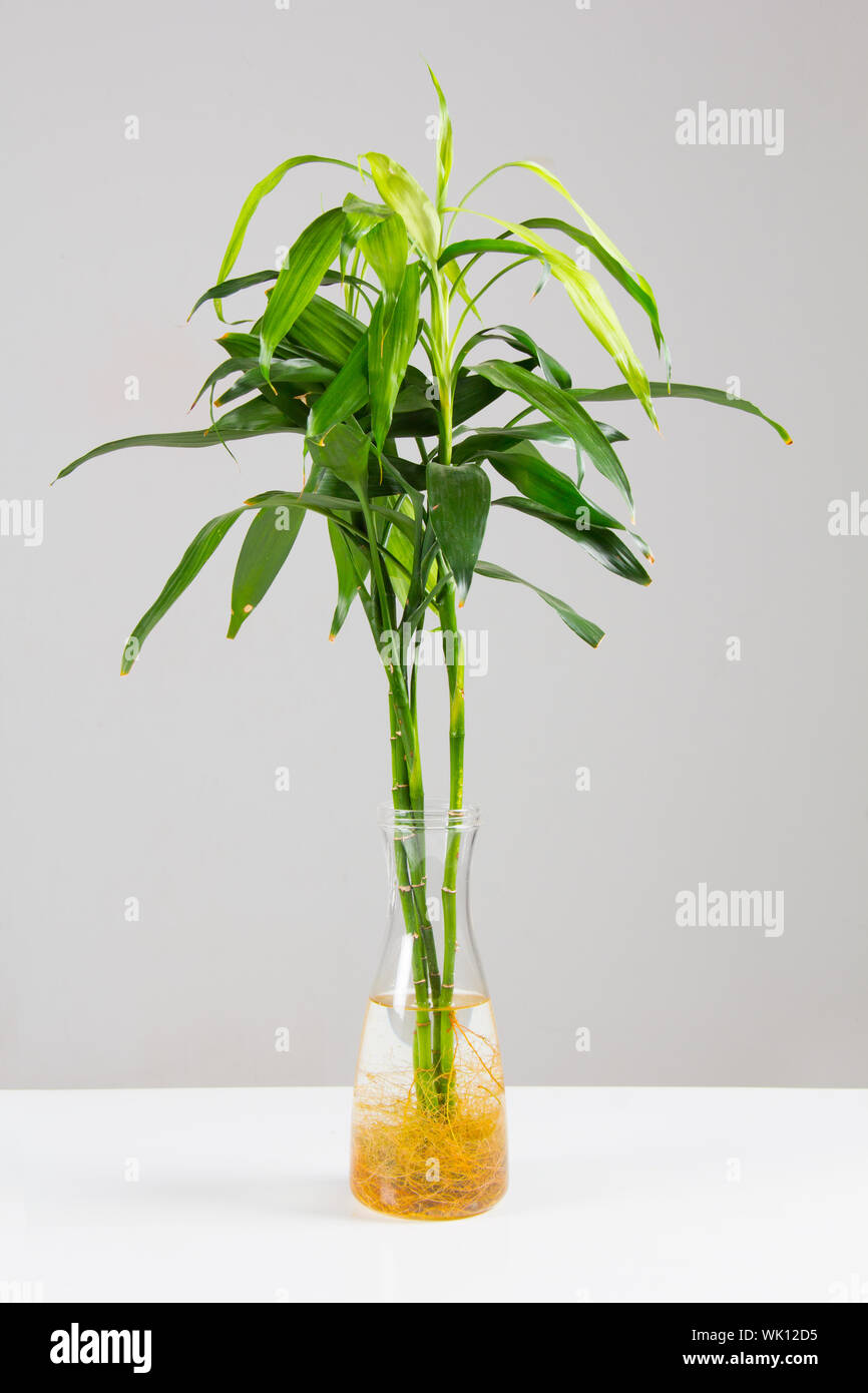 Bamboo water bottle hires stock photography and images Alamy