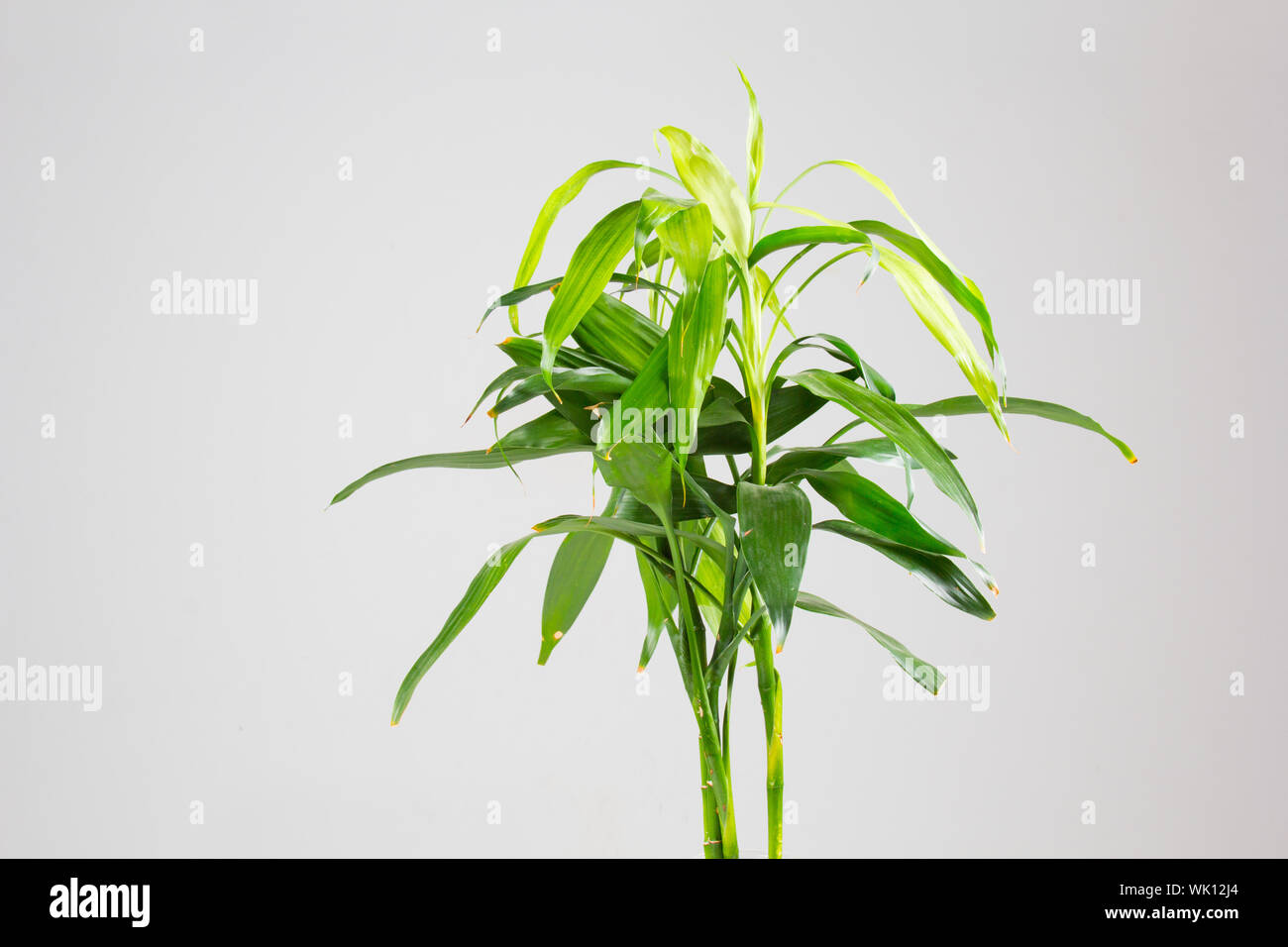 Bamboo plant on a table Stock Photo