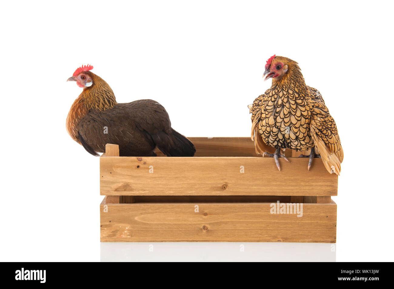 Bantam chickens on wooden crate isolated over white background Stock