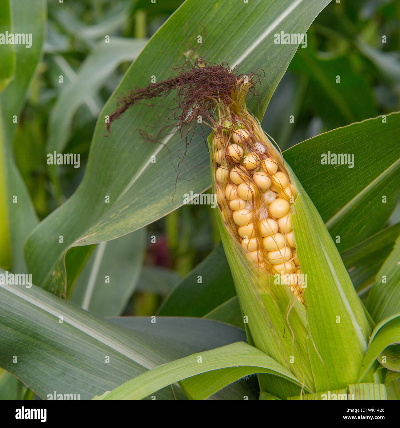 ripe maize corn crop in the fields Stock Photo - Alamy