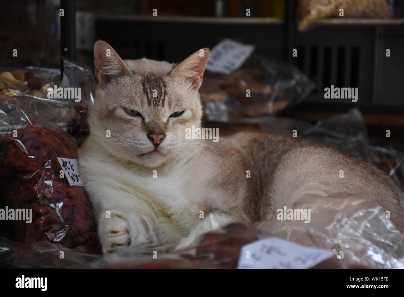 purina gourmet cat food tesco