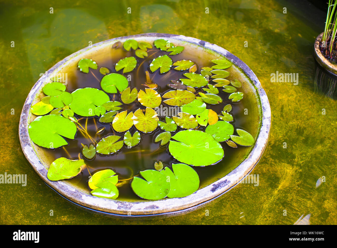 Small water lilies in a pond Stock Photo