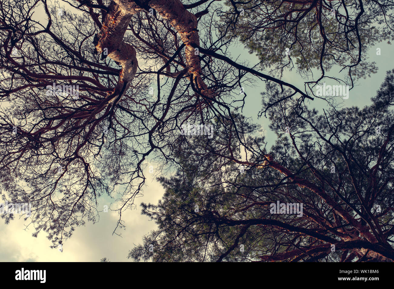 natural landscape, pine trees against the blue sky Stock Photo - Alamy