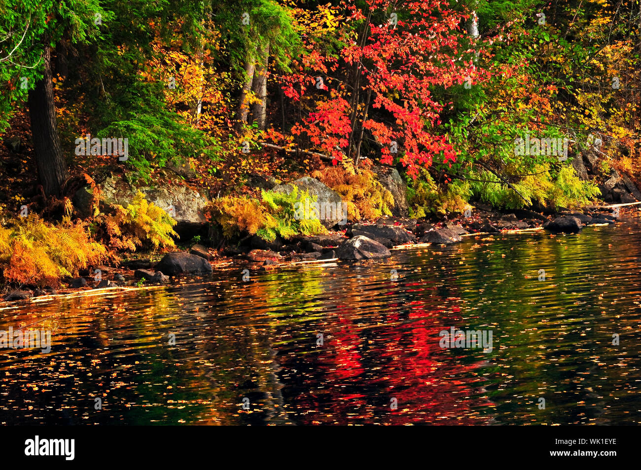 Lake shore of fall forest with colorful reflections Stock Photo - Alamy