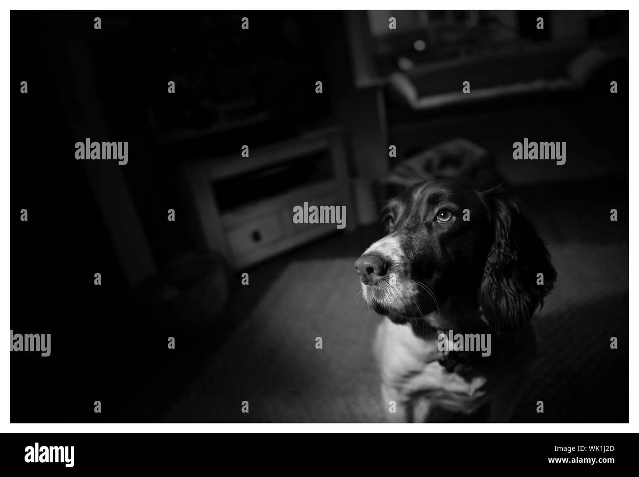 Portrait Of A Dog Stock Photo Alamy