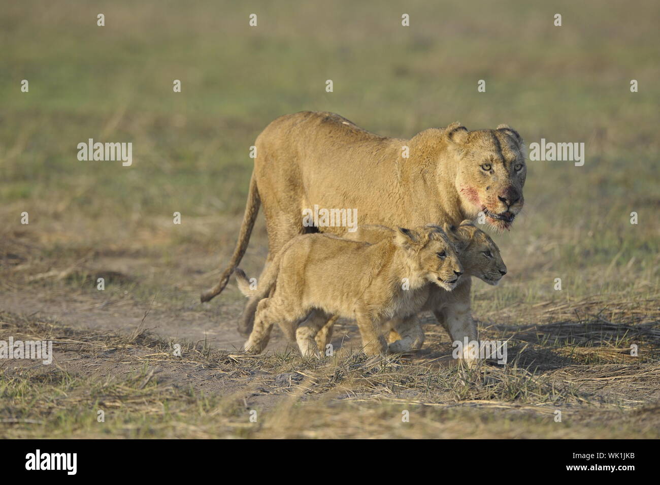 Lioness after hunting with cubs. The lioness with a blood-stained muzzle has returned from hunting to the kids to young lions. Stock Photo