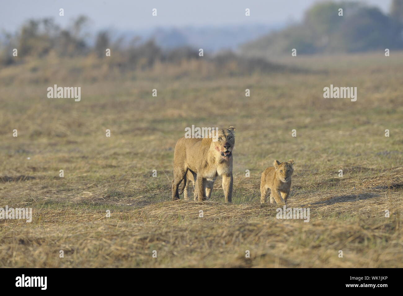 Lioness after hunting with cubs. The lioness with a blood-stained muzzle has returned from hunting to the kids to young lions. Stock Photo