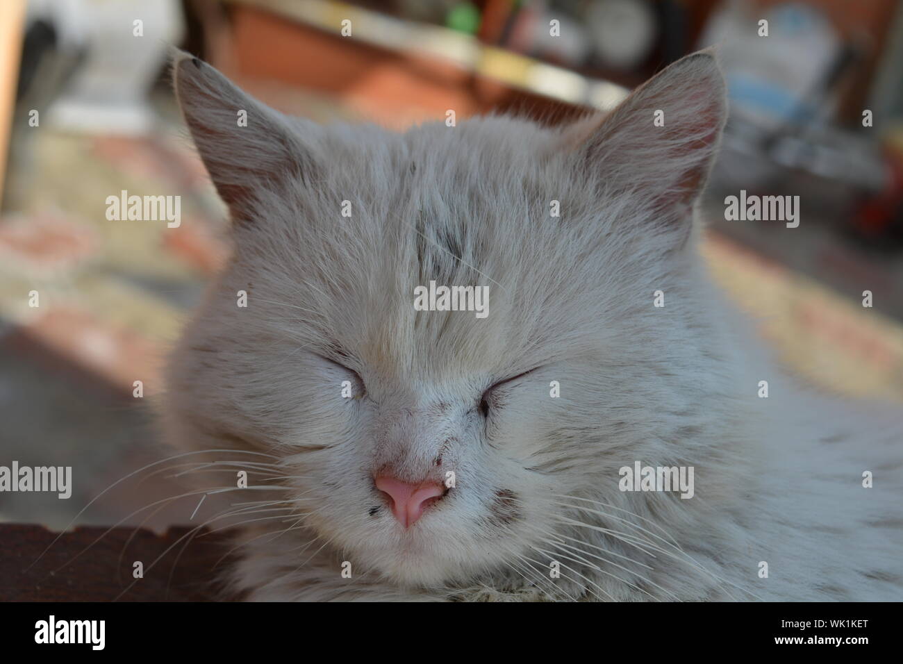 Portrait cat eyes closed hires stock photography and images Alamy