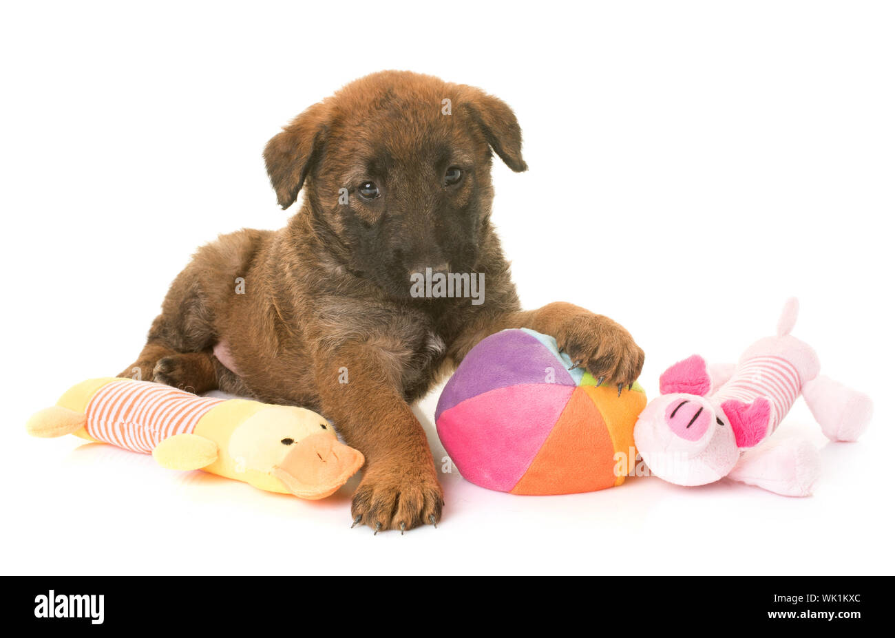 Close-up Of Puppy With Stuffed Toys Over White Background Stock Photo
