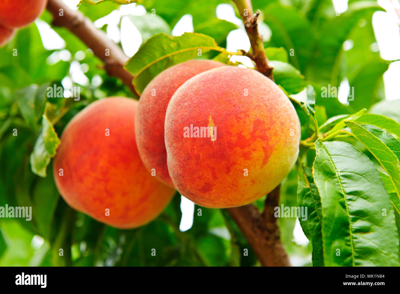Ripe peaches ready to pick on tree branches Stock Photo - Alamy