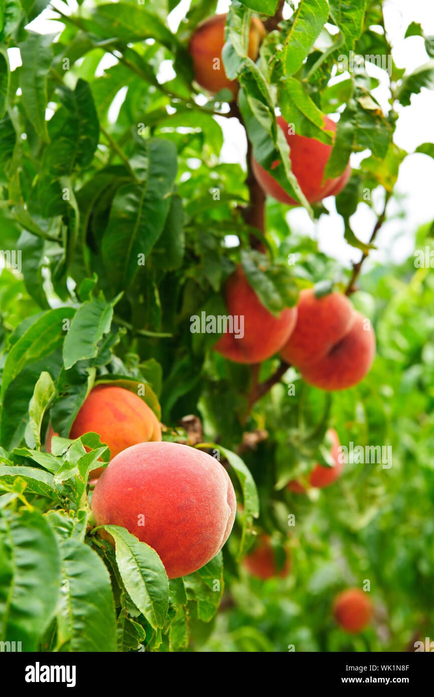 Ripe peaches ready to pick on tree branches Stock Photo