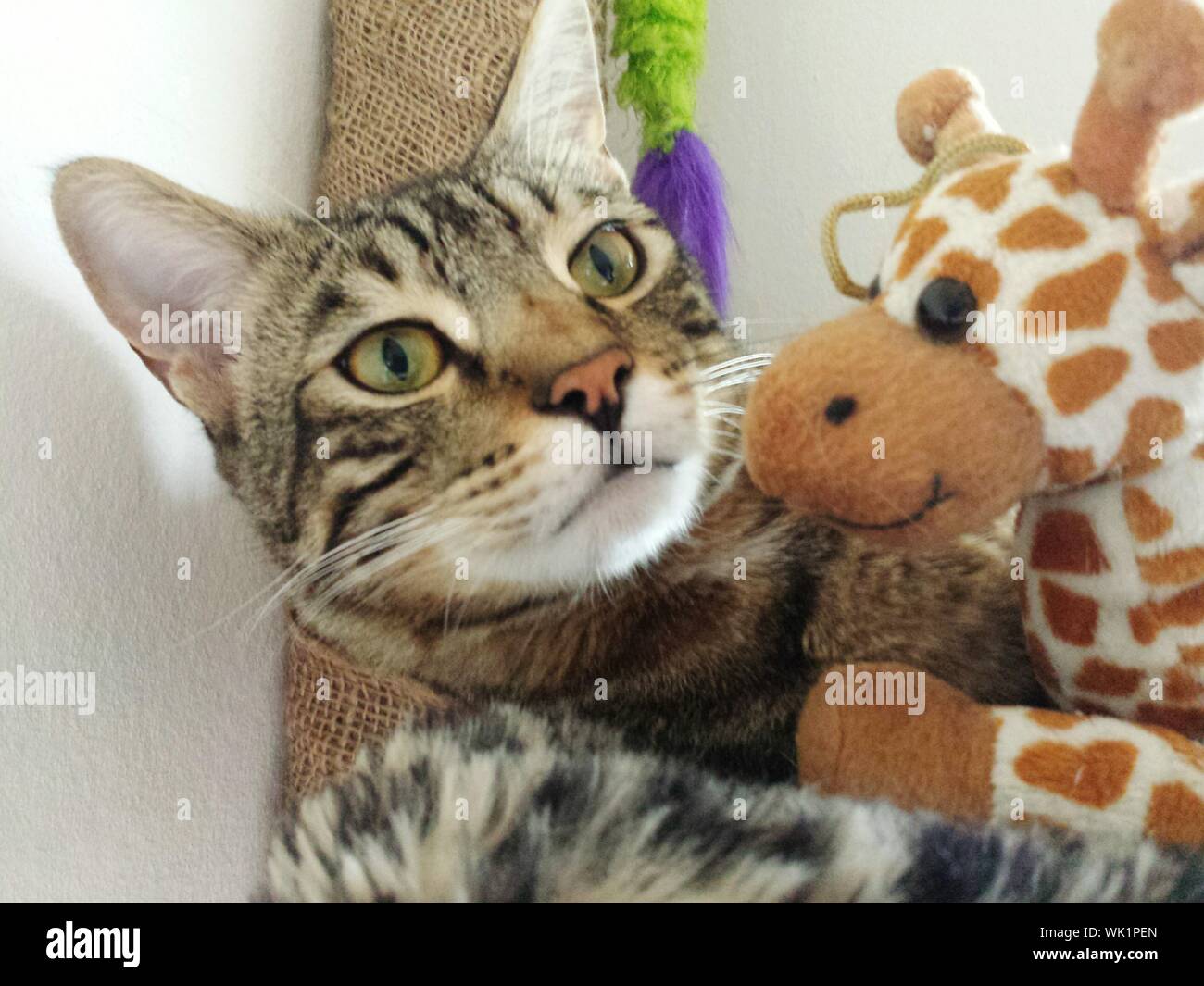 giraffe cat toy