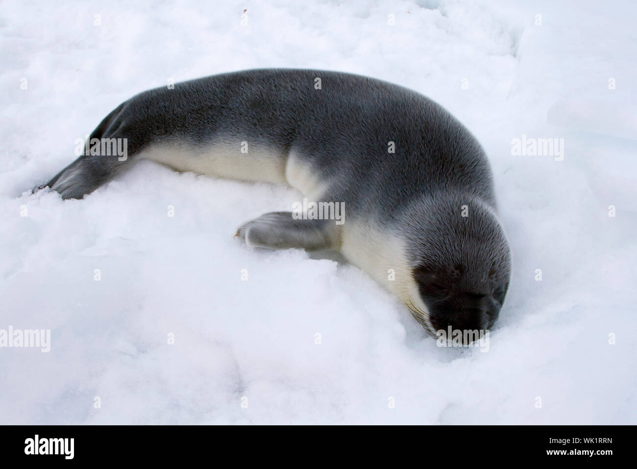 Hooded seal pup (Cystophora cristata) in the Canadian Arctic Stock Photo