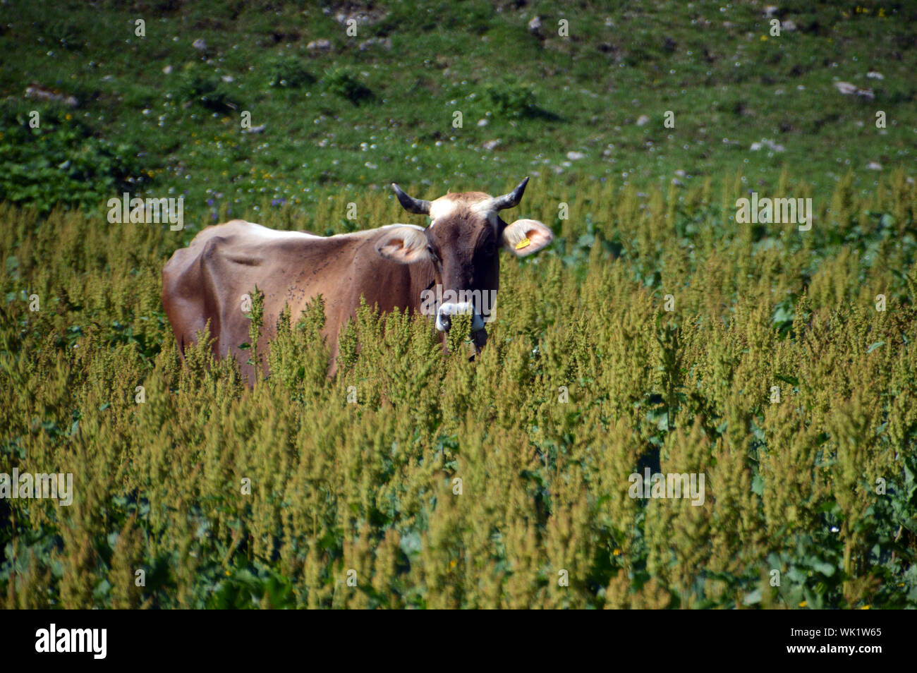 Kuh inmitten einer Bergwiese Stock Photo