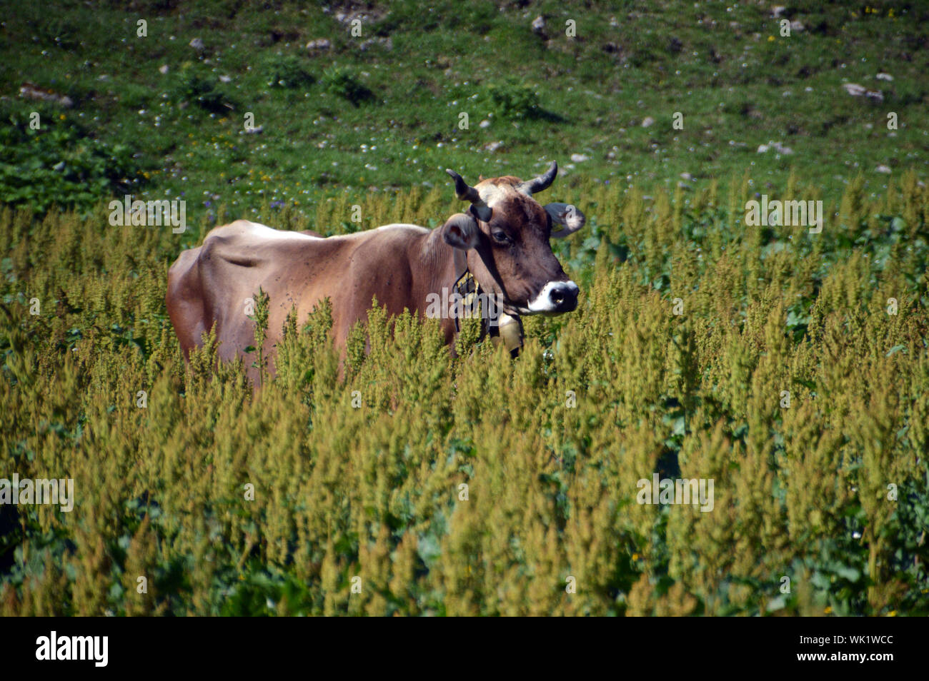 Kuh inmitten einer Bergwiese Stock Photo