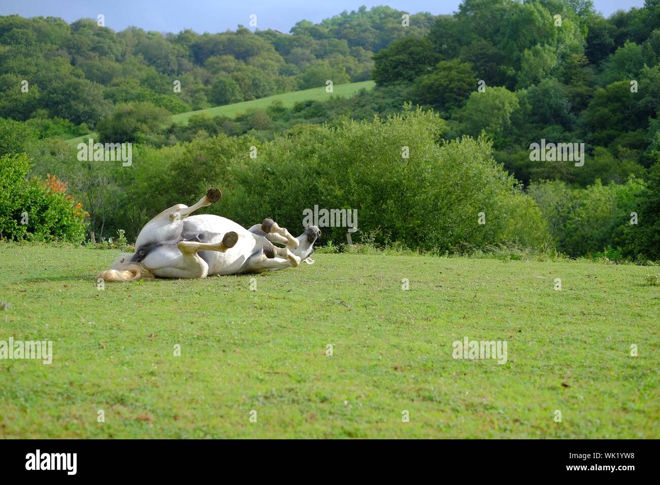 Horse lying down hires stock photography and images Alamy