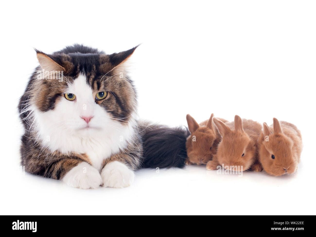 portrait of a purebred maine coon cat and bunny on a white background ...