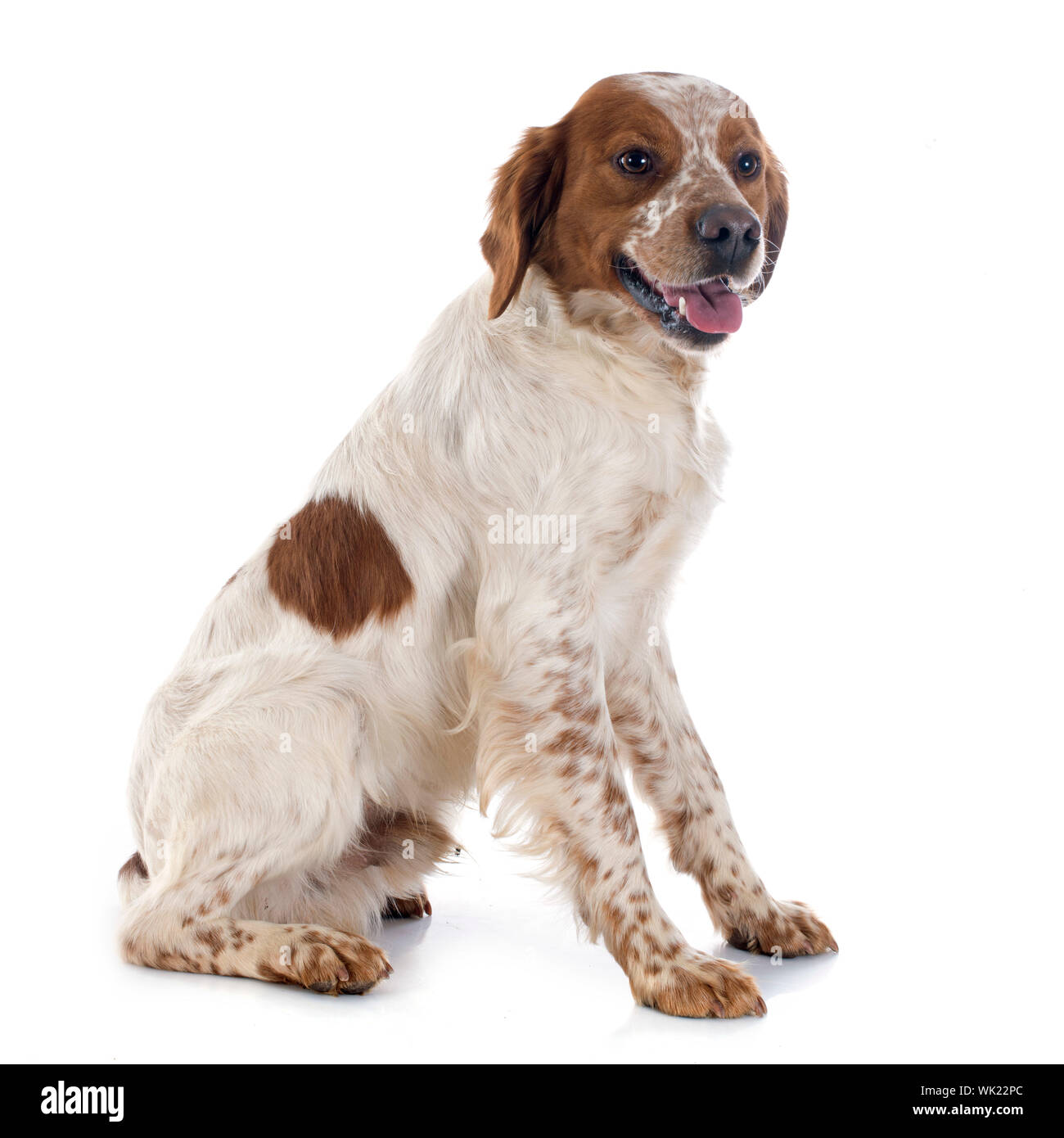 portrait of a brittany spaniel in front of white background Stock Photo ...