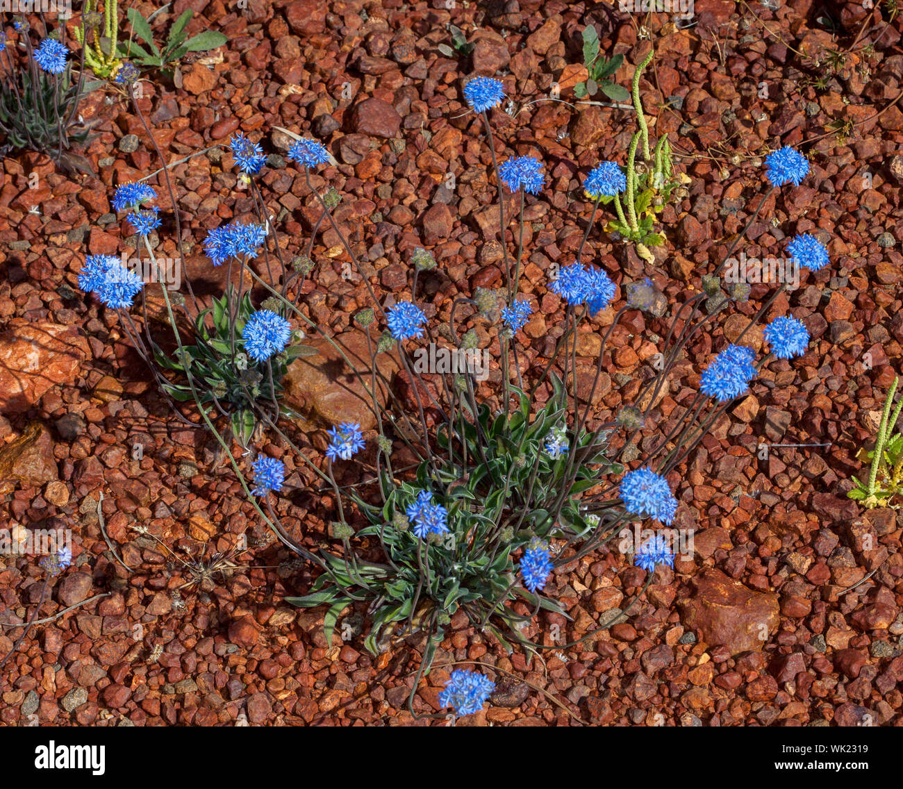 Vivid blue flowers and dark green foliage of Brunonia australis, blue pincushion flower, wildflowers against red stony ground of outback Australia Stock Photo