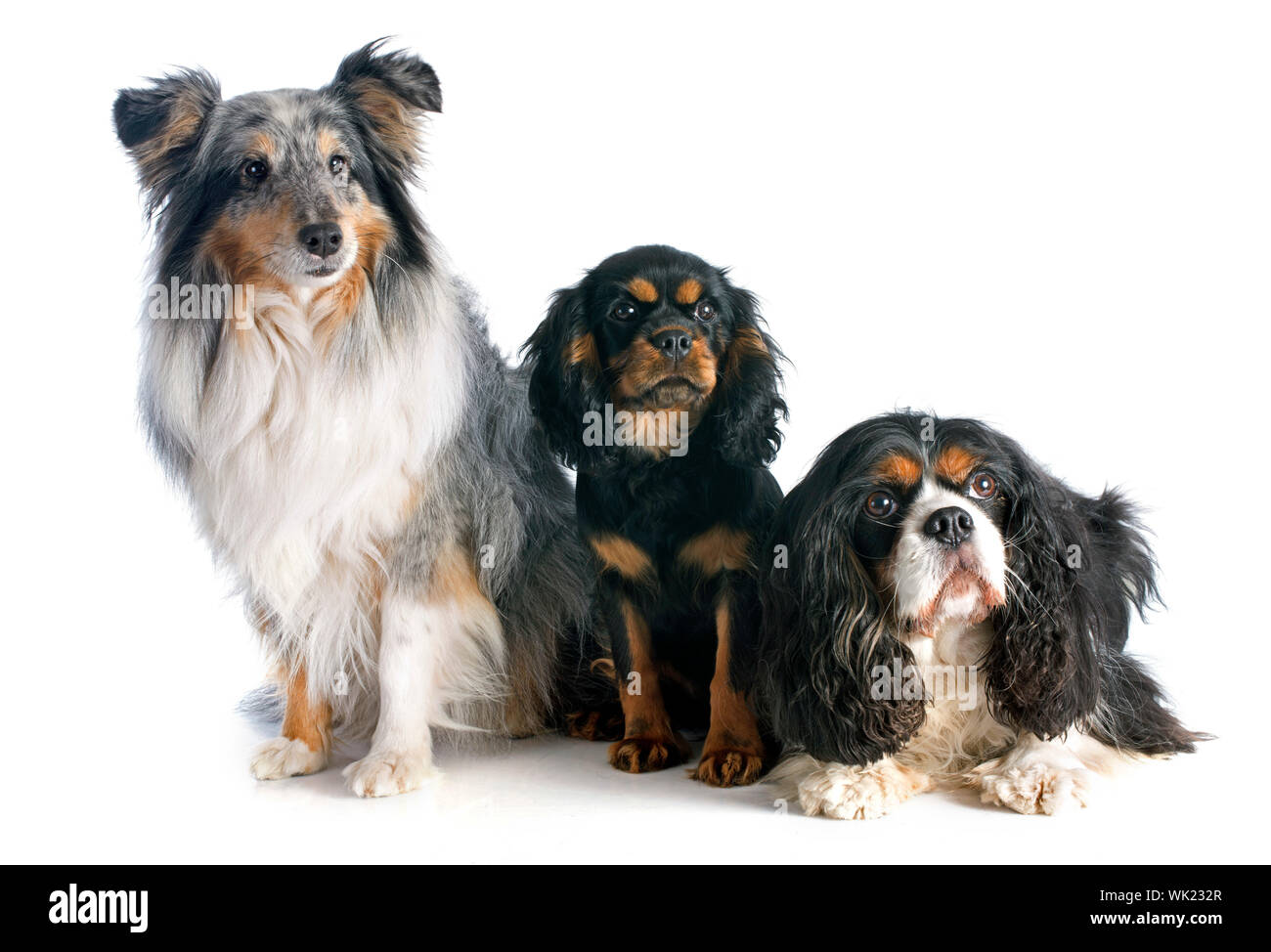 puppy and adult cavalier king charles, and shetland sheepdog in front of  white background Stock Photo - Alamy