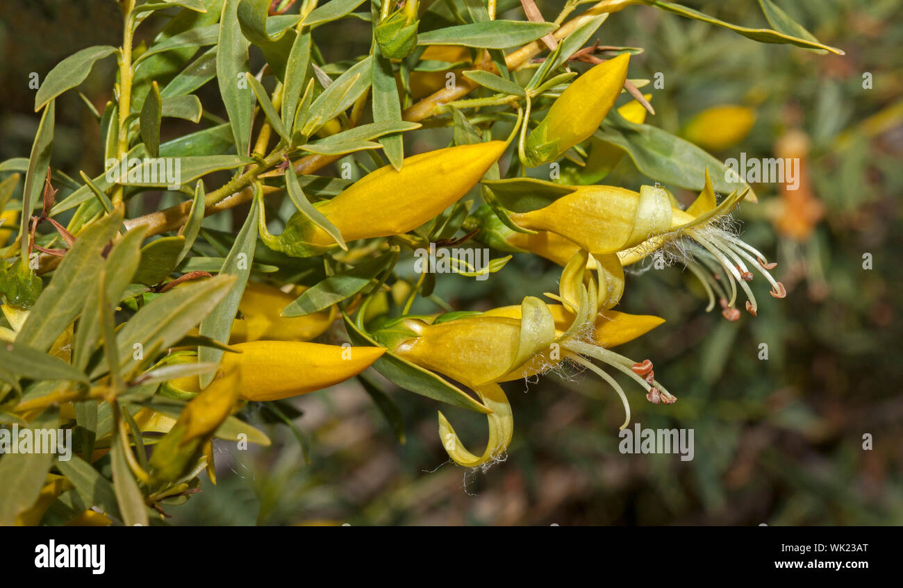 Vivid yellow flowers and green foliage of Eremophila maculata lutea, emu bush, Australian wildflowers Stock Photo