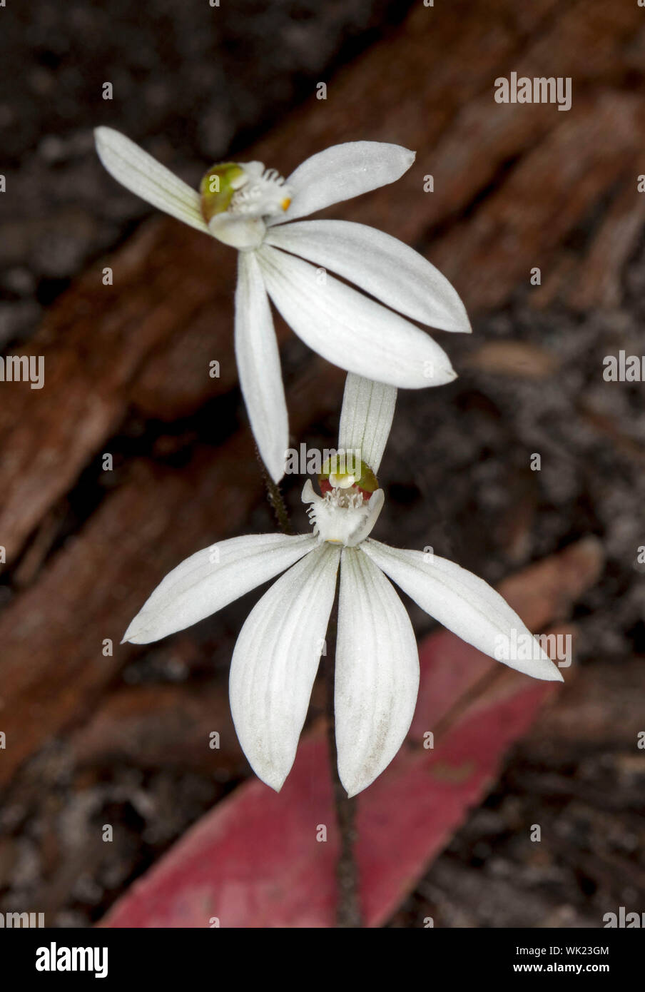 White flowers of delicate native ground orchid, Australian wildflowers against dark background in NSW Stock Photo