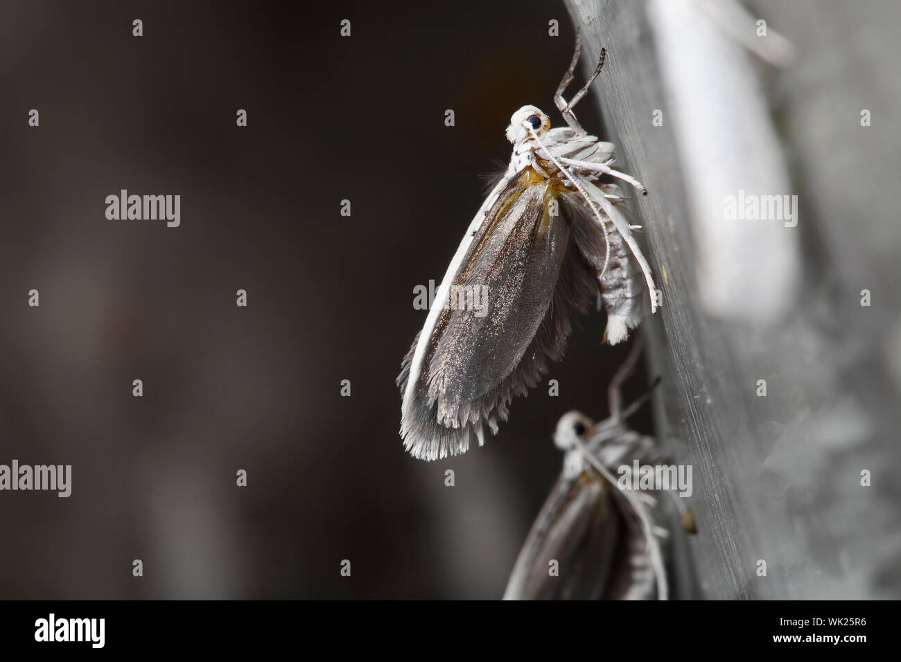 The Bird-cherry Ermine (Yponomeuta evonymella) is a day active lepidoptera from the family Yponomeutidae, the Ermine moths. Stock Photo