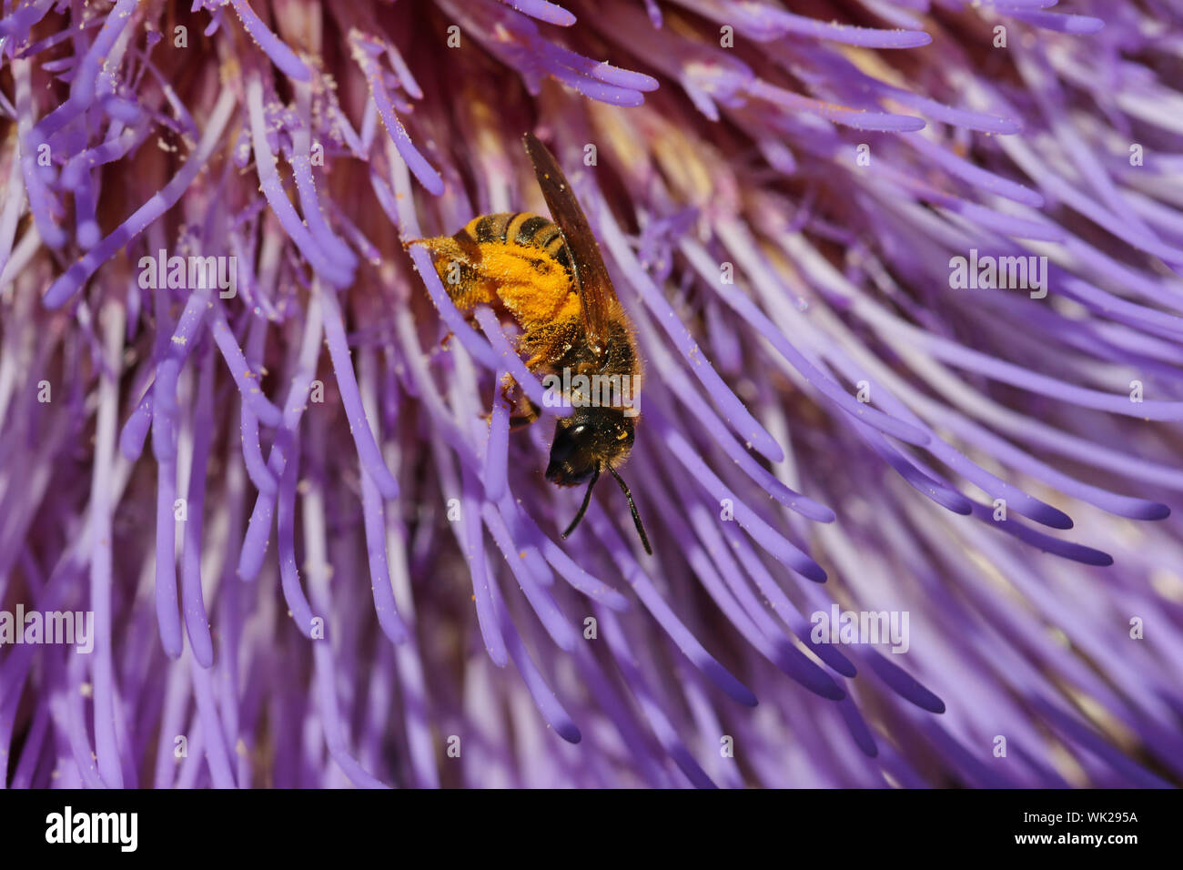 honey bee Latin apis mellifera covered in pollen feeding on a flowering globe or French or green artichoke plant  Latin cynara cardunculus or scolymus Stock Photo