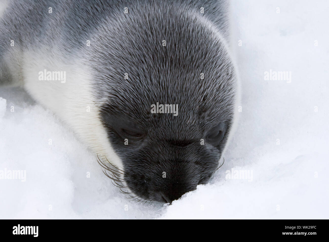Hooded seal pup (Cystophora cristata) in the Canadian Arctic Stock Photo