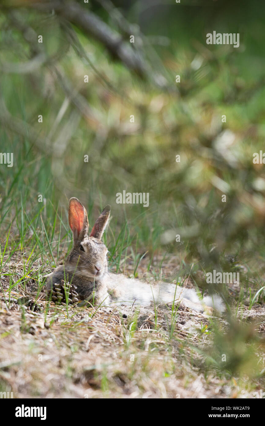 Common European rabbit in sand dunes Stock Photo - Alamy