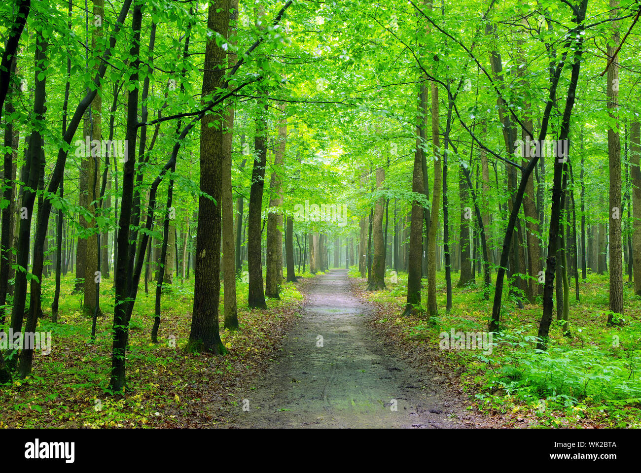 forest trees. nature green wood backgrounds Stock Photo - Alamy