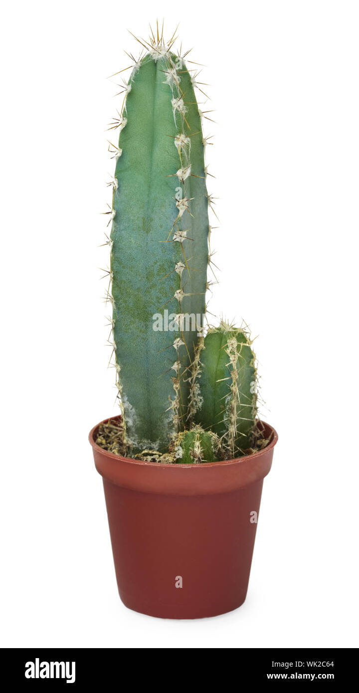Cacti in a brown pot isolated on white background Stock Photo - Alamy