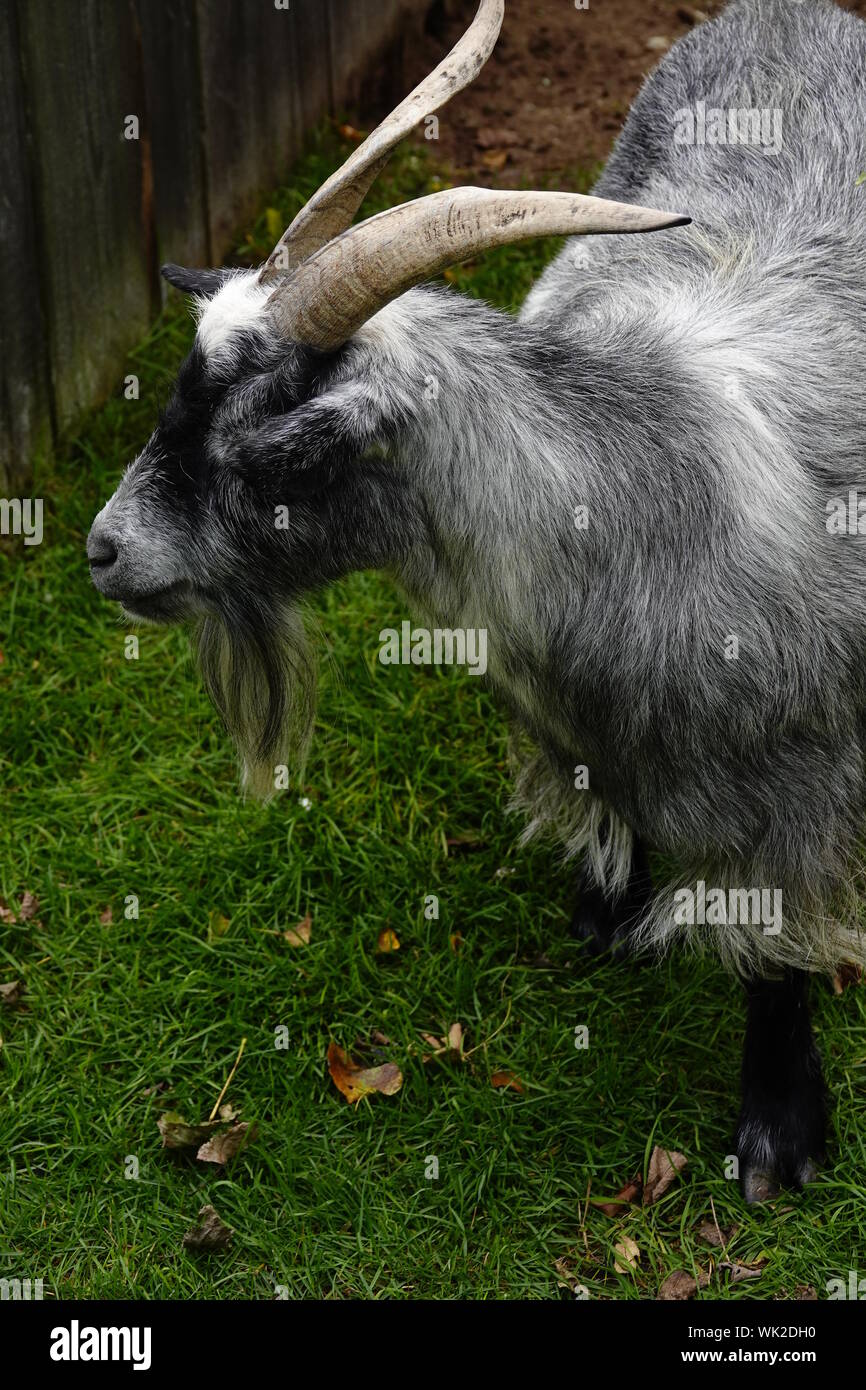 Herd Of Boer Goats High Resolution Stock Photography And Images Alamy