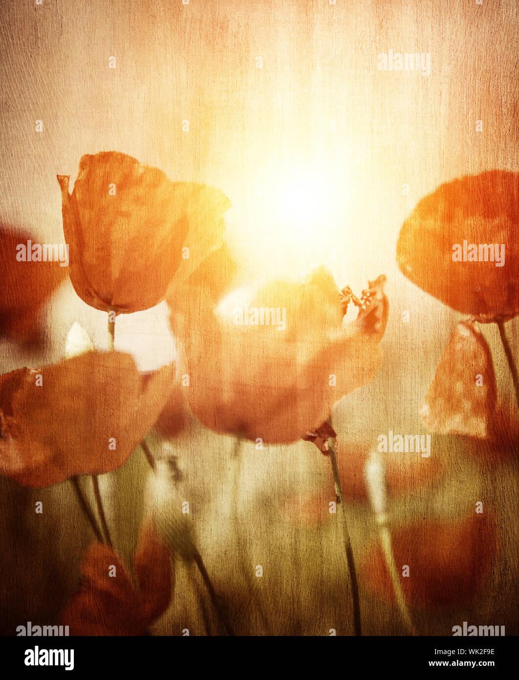 Abstract image poppies in poppy hi-res stock photography and images - Alamy