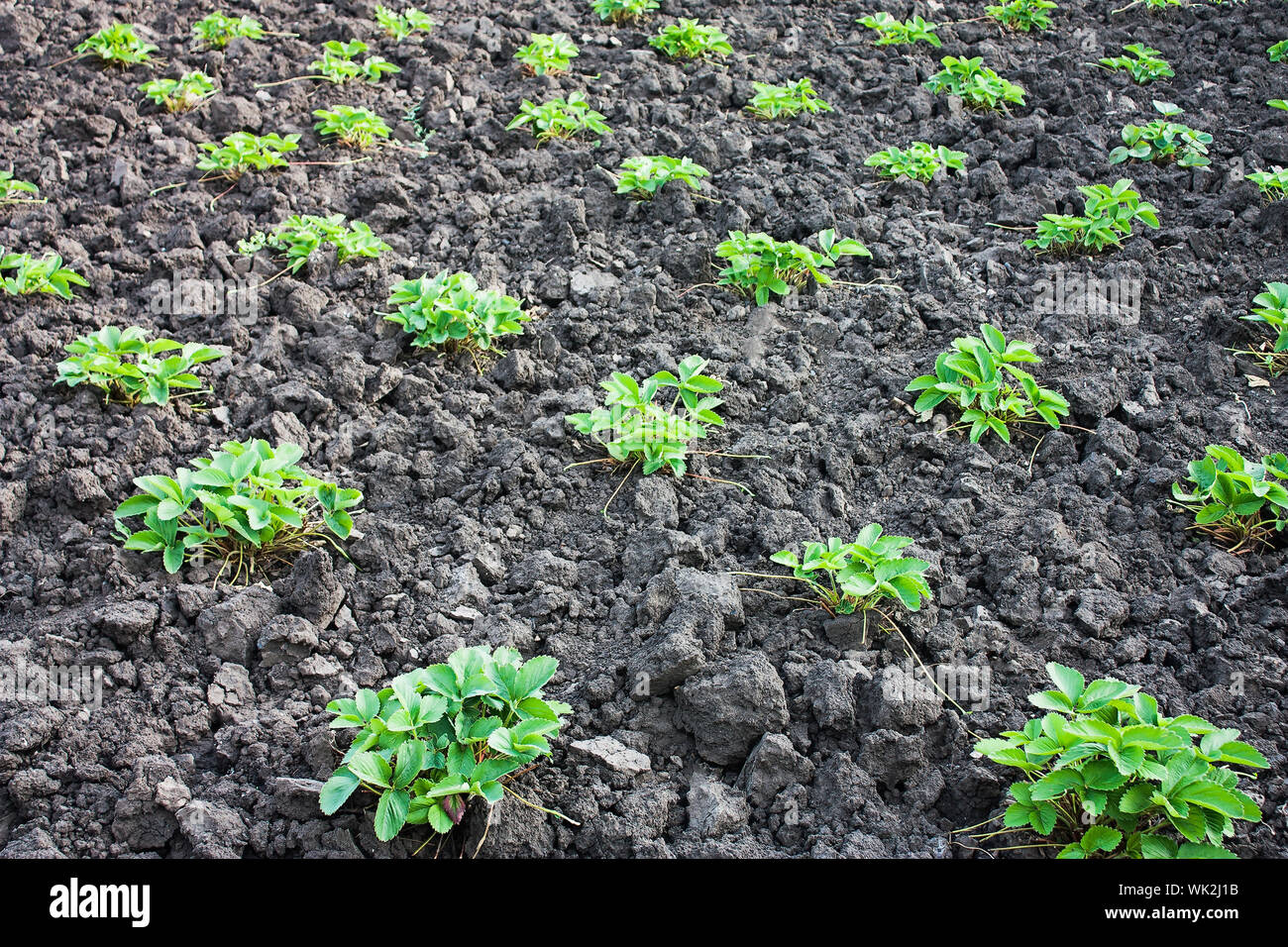 beds in the garden with strawberry bush Stock Photo - Alamy