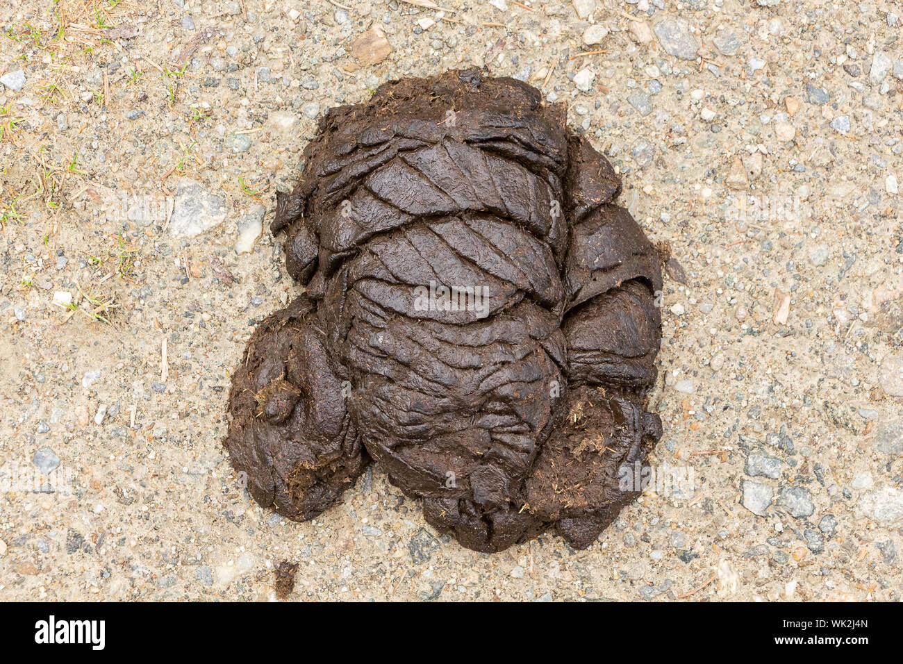 Close)up of animal (probably cow or horse) excrement on stony background presenting itself in interesting artistic shape. Concept of eco and natural a Stock Photo
