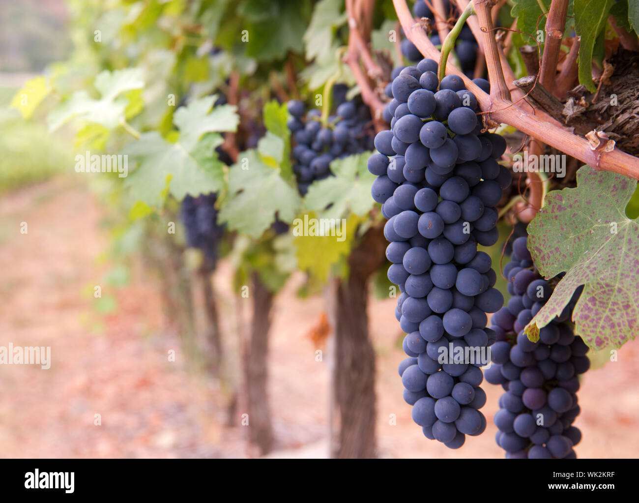 Grapes still growing ripe and ready in the Vineyard Stock Photo - Alamy