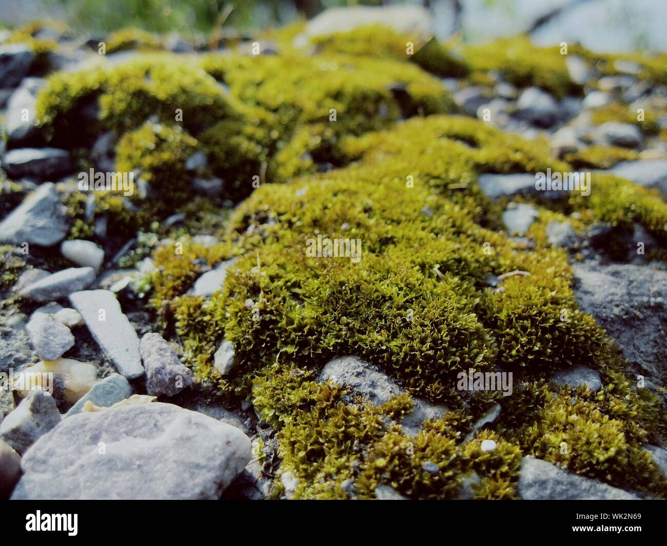 Moss Growing On Rocks Stock Photo Alamy