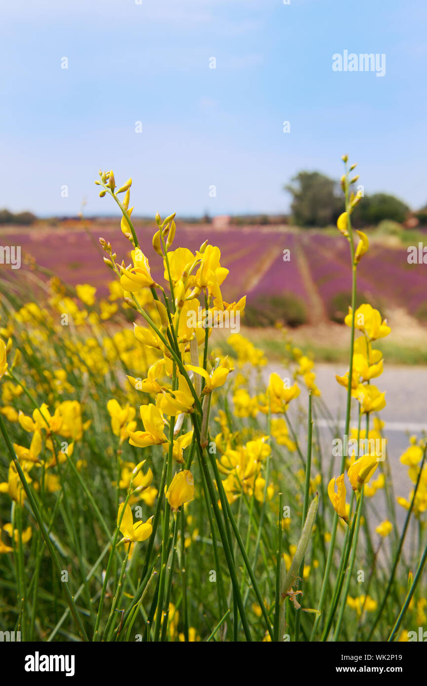 Colorful common Broom in French Provence Stock Photo